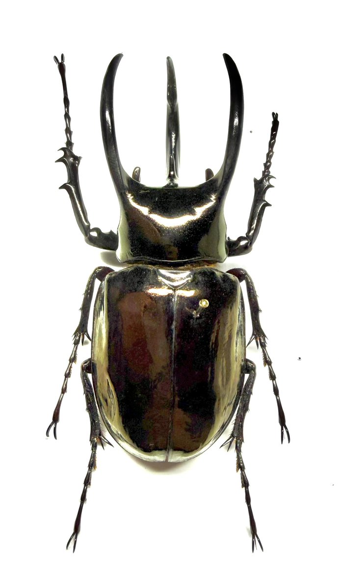 tai646's tweet photo. Chalcosoma atlas keyboh
アトラスオオカブト スマトラ島ベンクール産WF1
75.5mm
おそらく形成不全で右前脚のみ短くなった個体。カルコソマの特徴である長い脚がアシメトリックでより強調されていて面白い。 https://t.co/MU4dz0ZFQr