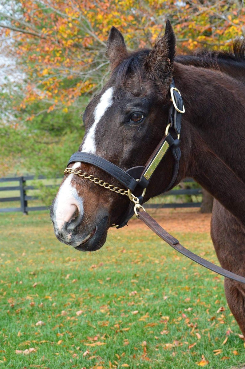 Roxanne L. Campbell tweet media