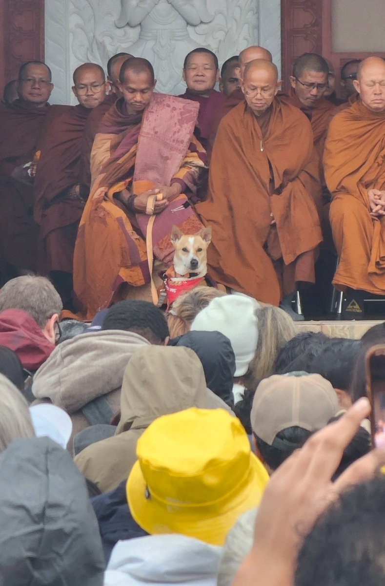Look at the ❤️ on his head 🥹
#AlokaThePeaceDog ☮️🐕