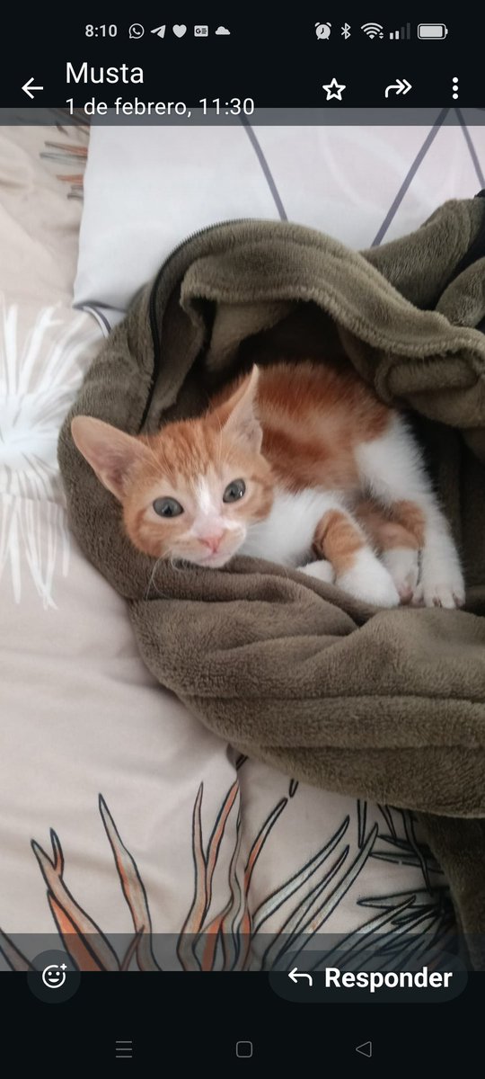 Alejandro. Estooo. Voy a pedir el carnet de familia numerosa. FN2