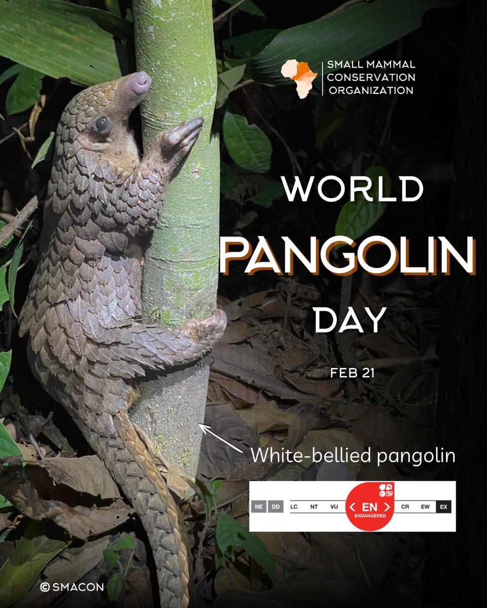 Small Mammal Conservation Organization (SMACON) tweet media