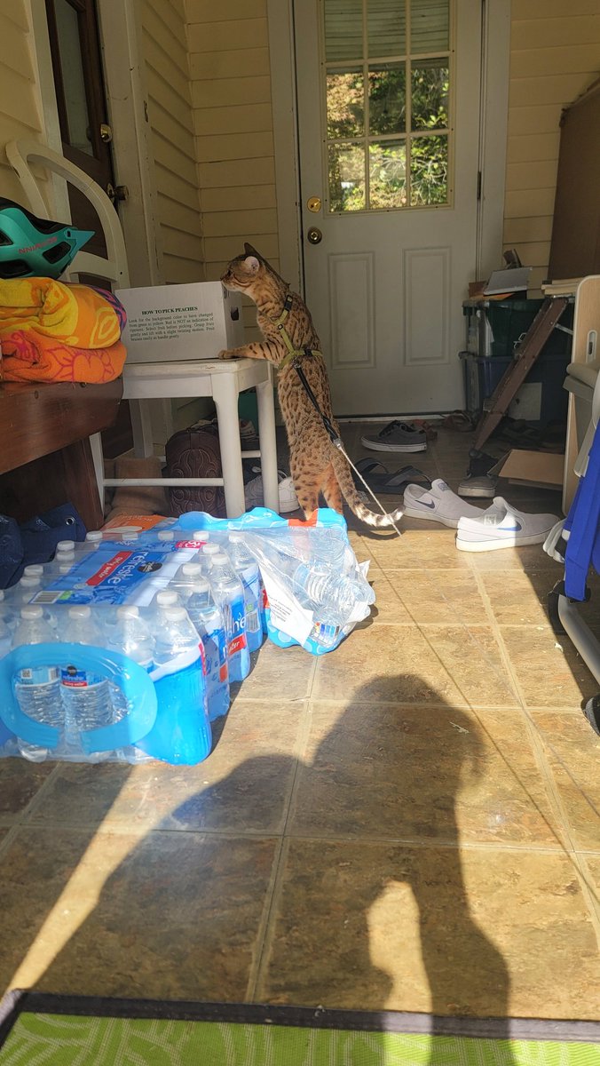 Gosh, we miss the summer! (Pic summer of 2025) Hopefully it will be here soon. Then we dont have to do walks in all this snow 😹! I know it's been a while since I have been on, but I hope everyone is happy and well ❤️

#catsoftwitter #cats #bengalcat #meowpositive2026