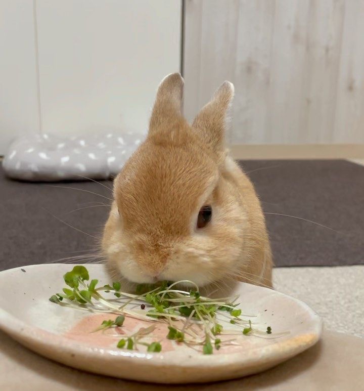 Aww pizza pizza pizza