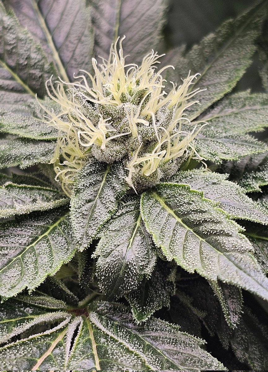 SanctuarySeedbank tweet media
