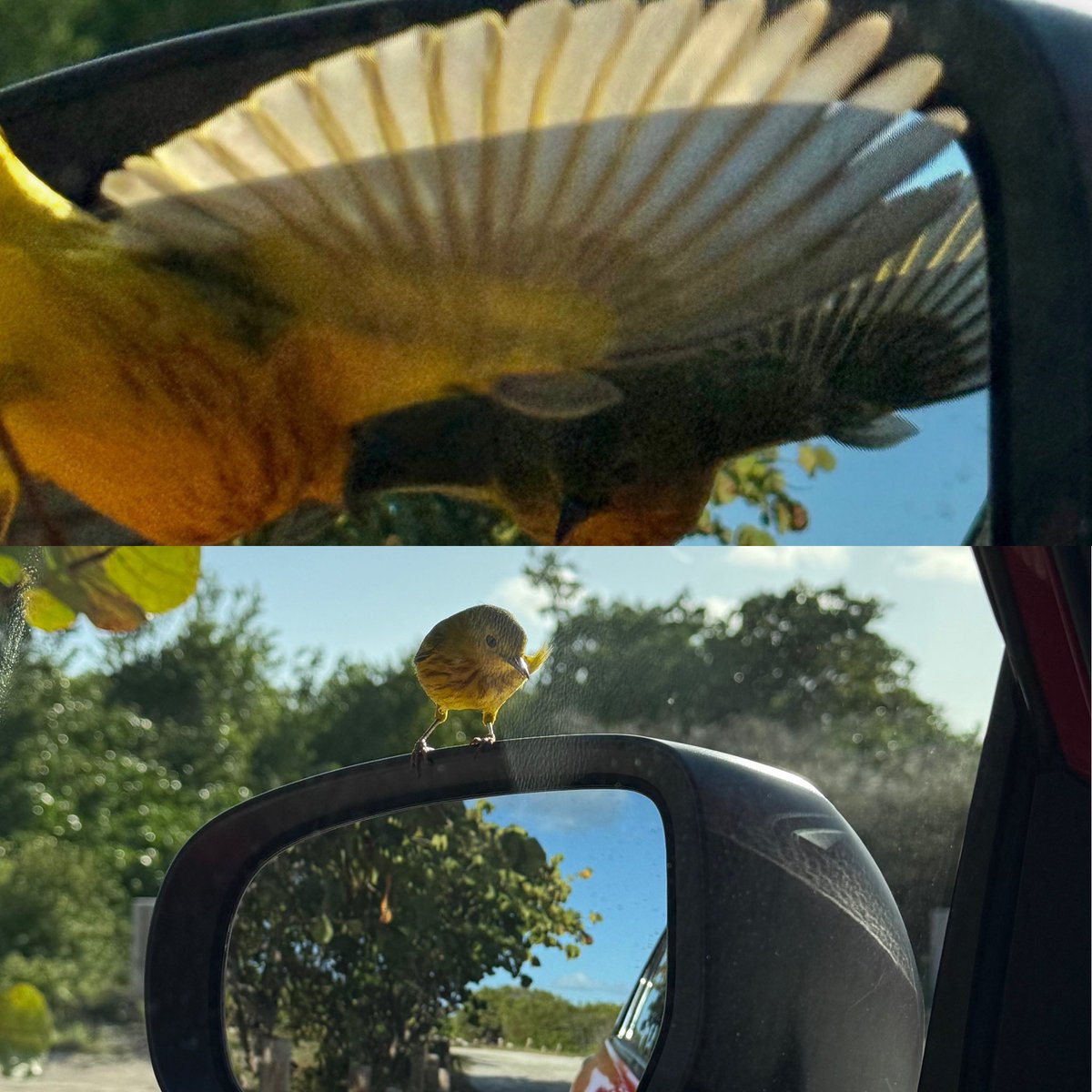 media_gore's tweet image. #BirdOnTheBeach #Nature #MirrorImage