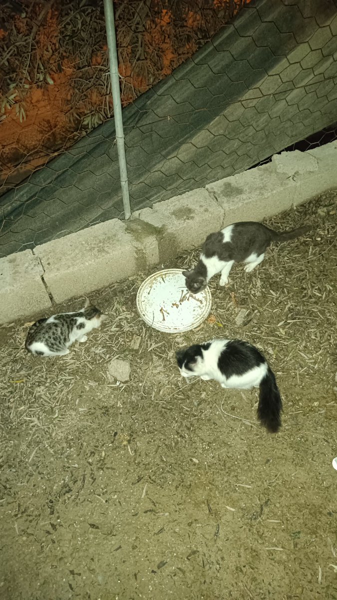 Gece beslemesi yapıldı, minnoşlar mutluysa biz de mutluyuz🐾🥰 #SokakHayvanları