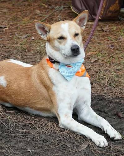 crypto market might be feeling down, but the Aloka community is still right here. Come find your peace with us ❤️

$ALOKA , Peace Dog ☮️🐕