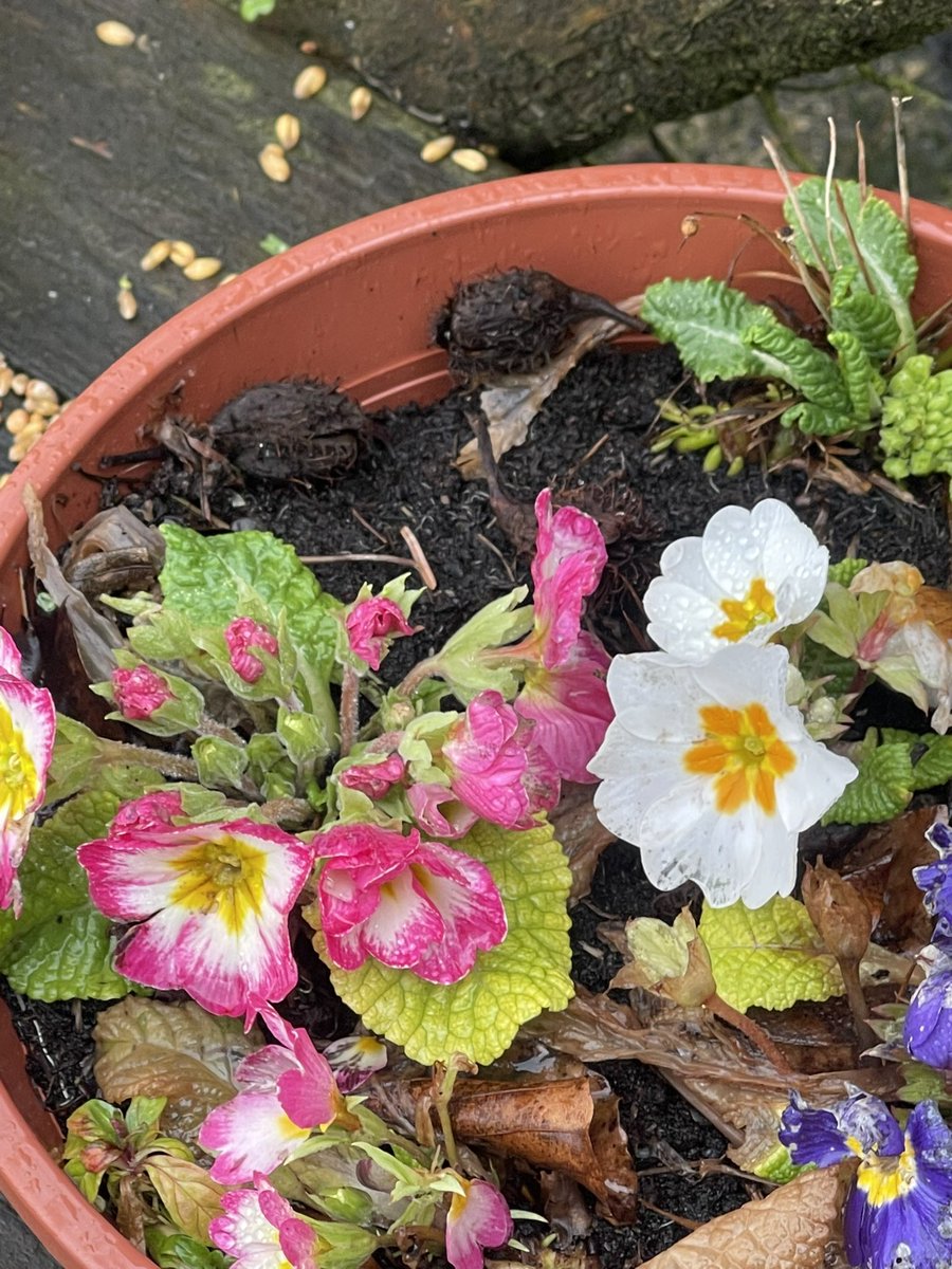 coral dinner tweet media