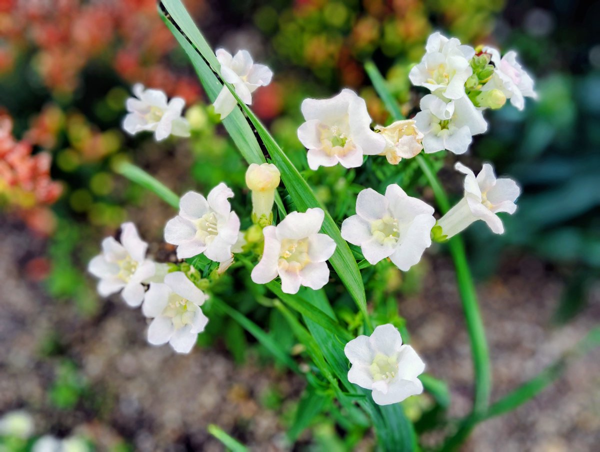 FWLMacZ95u95352's tweet image. Their purity feels like a whisper to the soul. 🤍🌬️ #SoulWhisper #PureLight  
#flowers📸🌿🌸