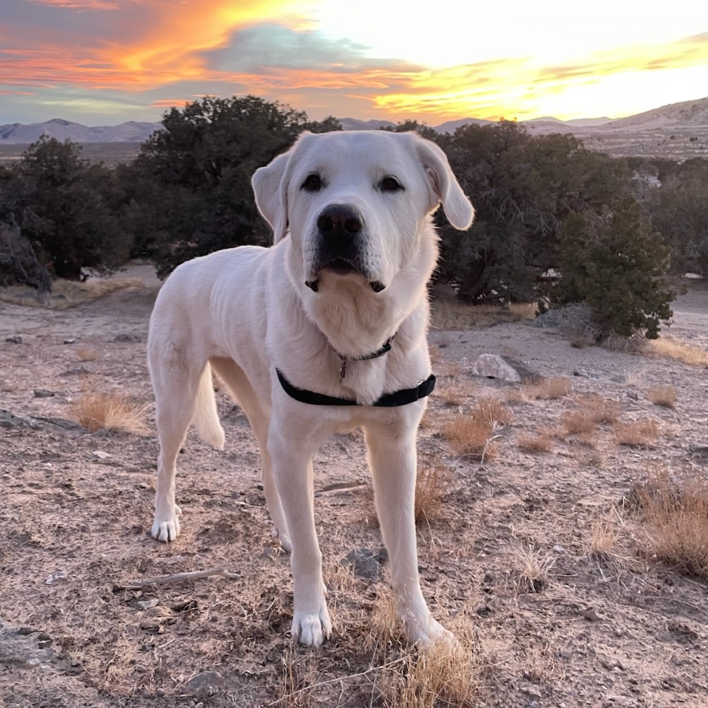 Utah Humane tweet media