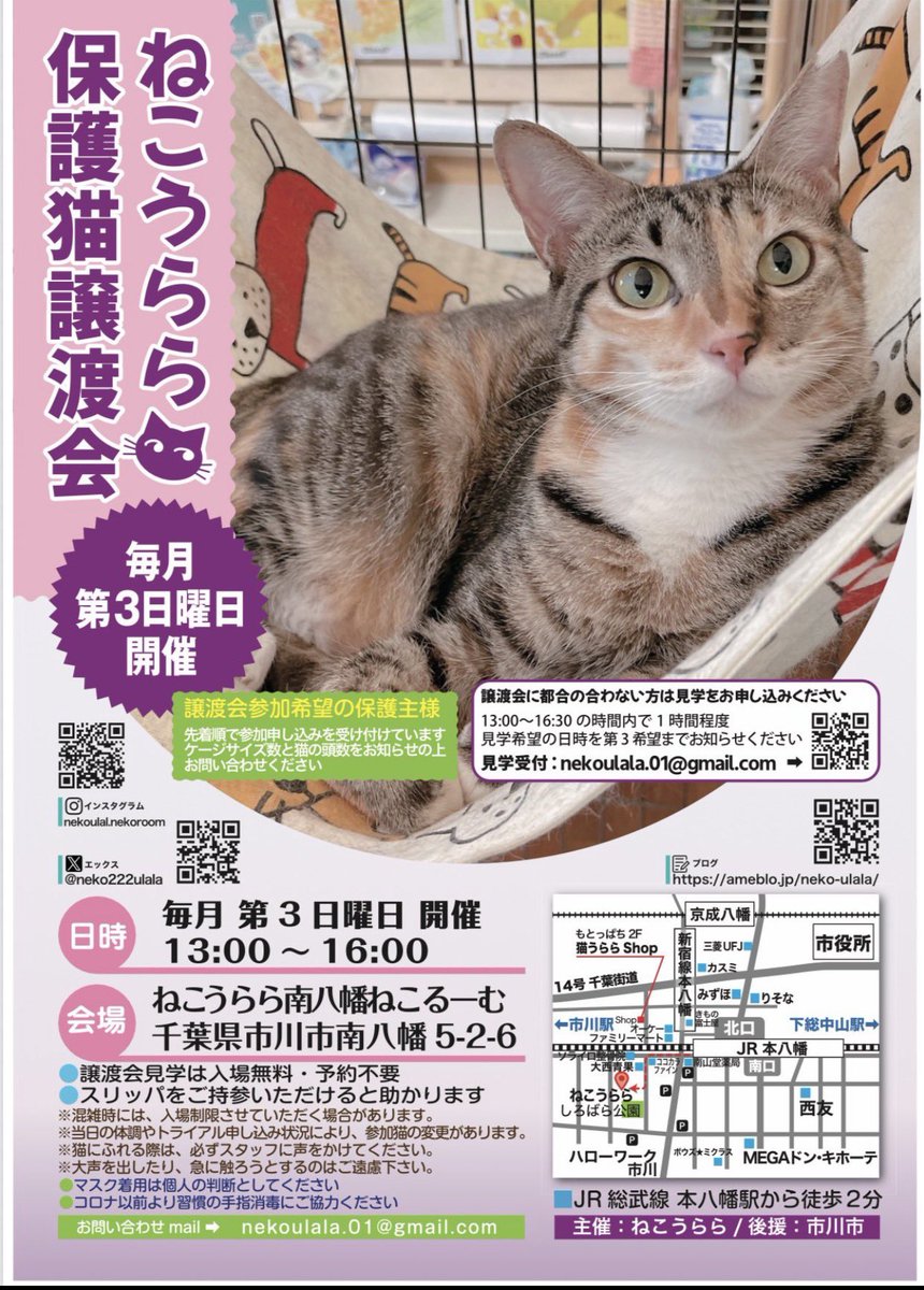 neko222ulala's tweet photo. 🐾ねこうらら譲渡会🐾
定例🩵毎月第3日曜日

次回
2026.03.15(日)
13〜16時
(後援：市川市)
会場：南八幡5-2-6
譲渡会の時間内は予約無しでも🆗

🩷ポスターモデル
《BIGボス 》と
《喜多ちゃん》の
保護経緯
《BIGビッグボス》
急逝された飼い主さんのお宅に居たところを御近所様や御親族様に救済されてねこうららに託されました🍀
《喜多きたちゃん》
市川市内の空き地に一頭で彷徨っていたところをねこうららスタッフに捕獲されました
#保護猫譲渡会
#千葉県市川市
#南八幡ねこるーむ