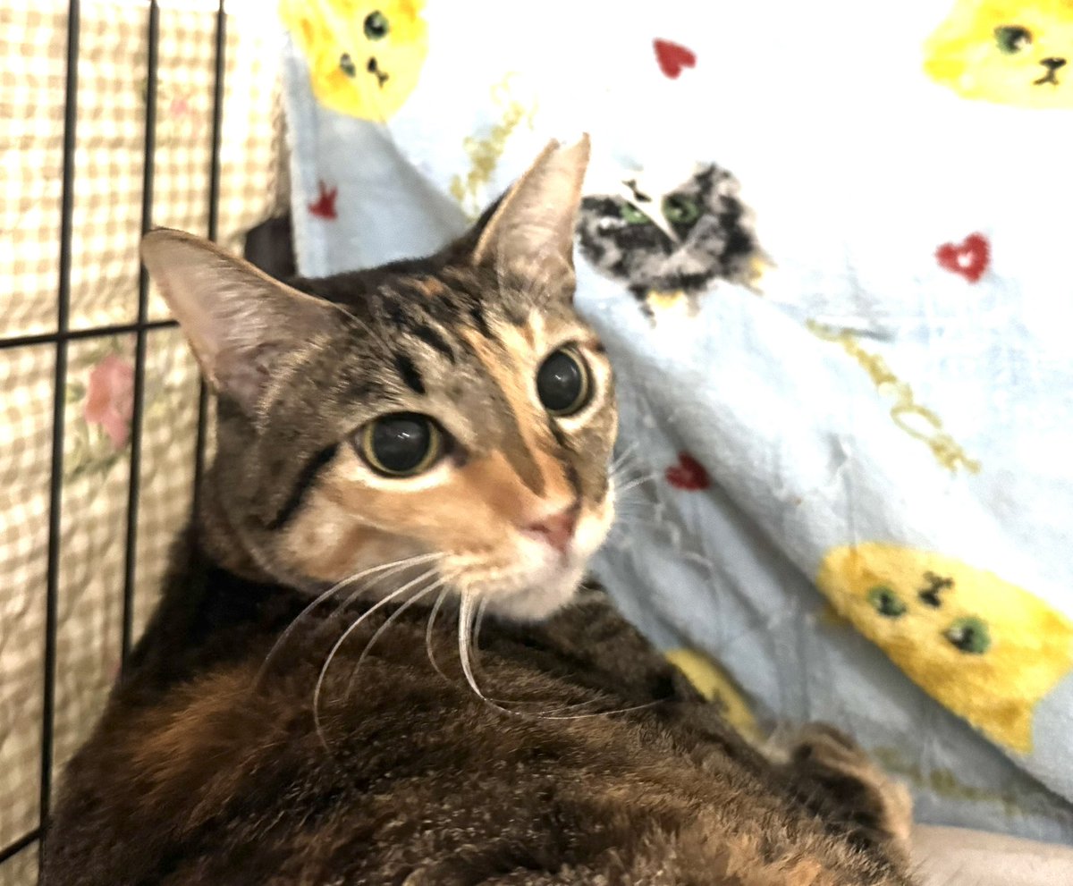 neko222ulala's tweet photo. 🐾ねこうらら譲渡会🐾
定例🩵毎月第3日曜日

次回
2026.03.15(日)
13〜16時
(後援：市川市)
会場：南八幡5-2-6
譲渡会の時間内は予約無しでも🆗

🩷ポスターモデル
《BIGボス 》と
《喜多ちゃん》の
保護経緯
《BIGビッグボス》
急逝された飼い主さんのお宅に居たところを御近所様や御親族様に救済されてねこうららに託されました🍀
《喜多きたちゃん》
市川市内の空き地に一頭で彷徨っていたところをねこうららスタッフに捕獲されました
#保護猫譲渡会
#千葉県市川市
#南八幡ねこるーむ