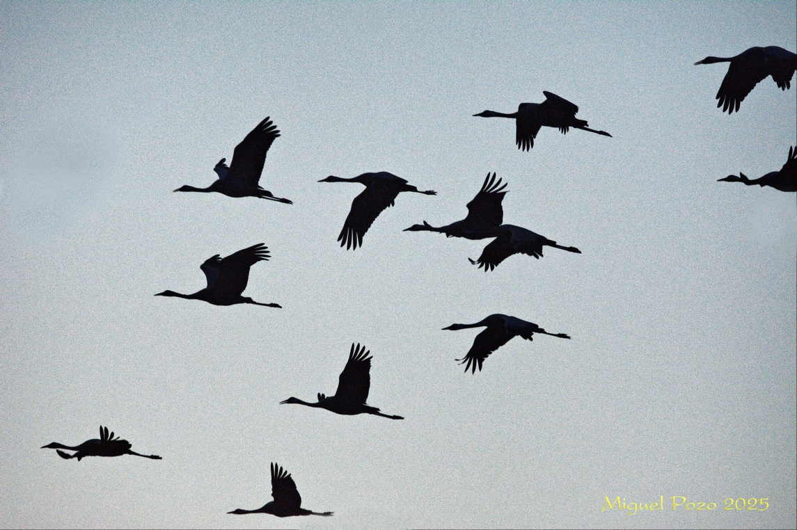 M_PozoGarzon's tweet image. #grullas #fuentedepiedra #aves #Naturaleza  @LocalCaptures #pintofotografia @ThePhotoHour @guiafotografo @unidosporlafoto @blogfotografo @hacerfotos #Fotografía @StormHour #galeria_faf @YourAwesomePics #hacerfotos