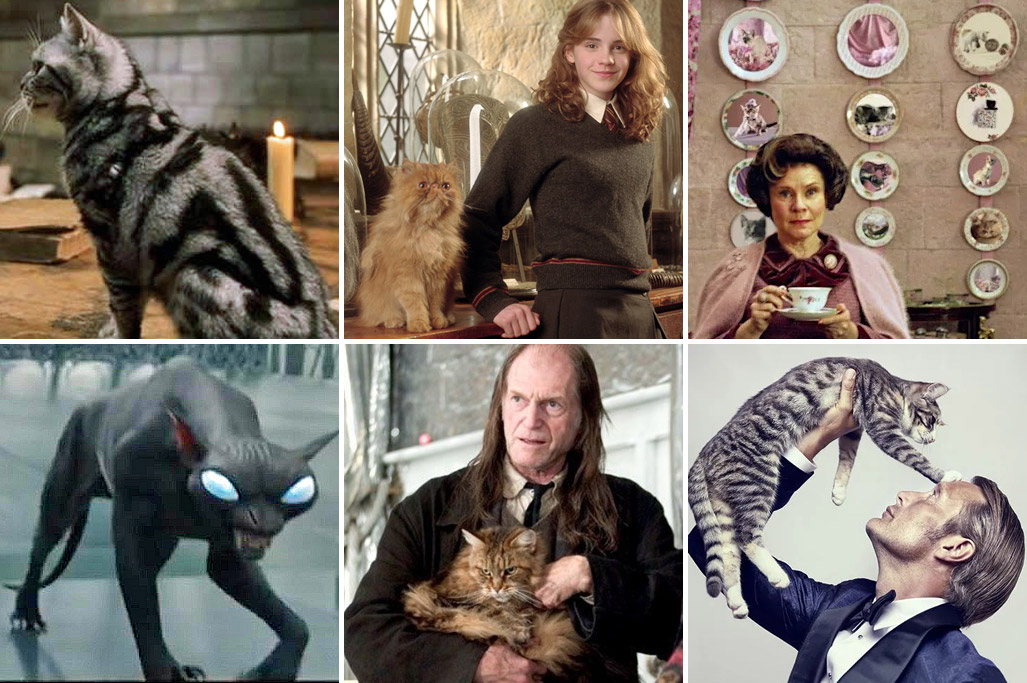 ハリー・ポッター ハーマイオニーとクルックシャンクス The surprising identity of Crookshanks] What kind of creature is