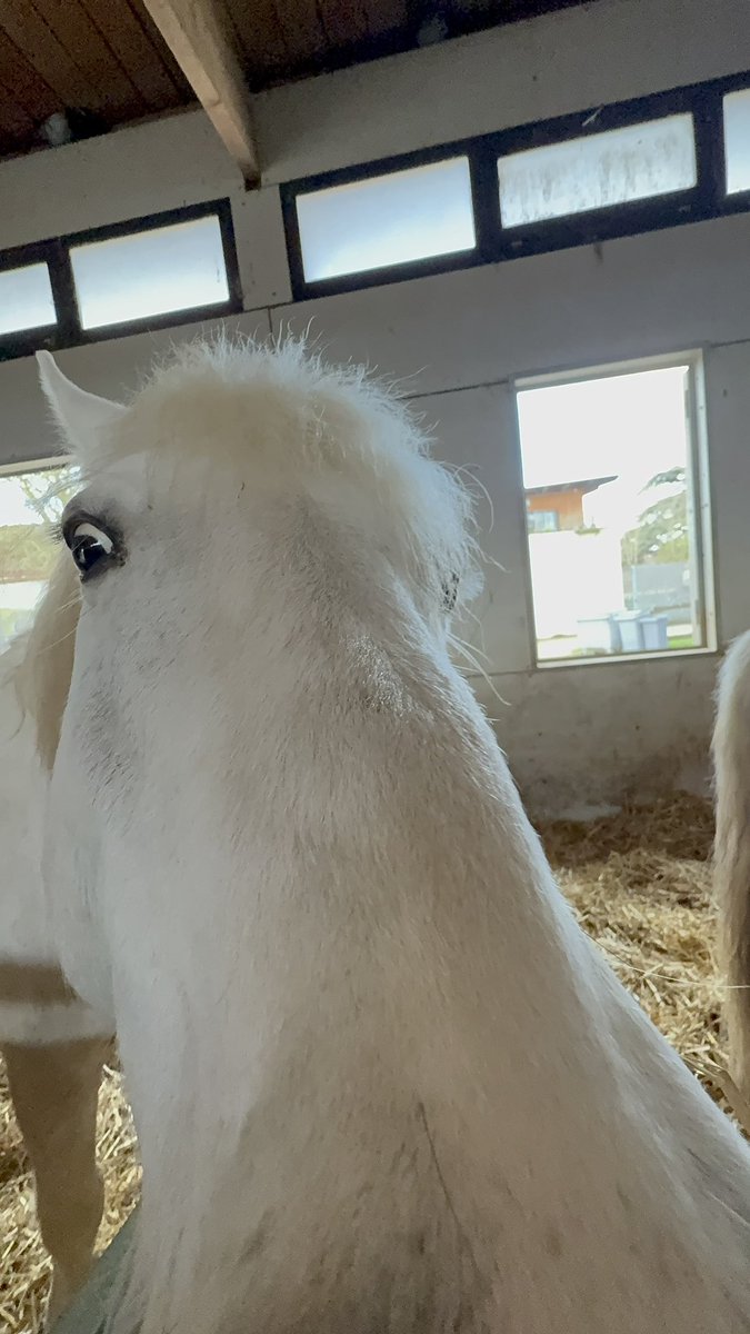 lolskiddo_'s tweet image. stream secret,soloq + flex avec #vous