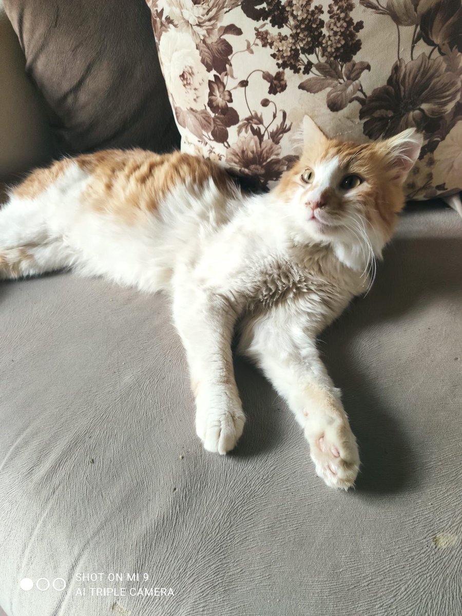 Sokağa terk edildiğinde ağır enfeksiyondan ölmek üzereydi. Gönüllüler sayesinde hayata tutundu, aylarca süren tedavisi bitti ve tamamen iyileşti. Öyle  uysal, öyle sevgi dolu bir oğlan ki; bildiği tek dünya sıcak bir ev. Ancak geçici süresi doldu ve eğer acilen ömürlük yuvası