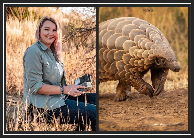 Wildlife biologist Kelsey Prediger is founder/Exec Dir of the Pangolin Conservation &amp; Research Foundation, created to raise awareness &amp; deliver grassroots conservation outcomes for Pangolins in Africa. 

DYK Pangolins are the most-trafficked wild mammals? #WorldPangolinDay