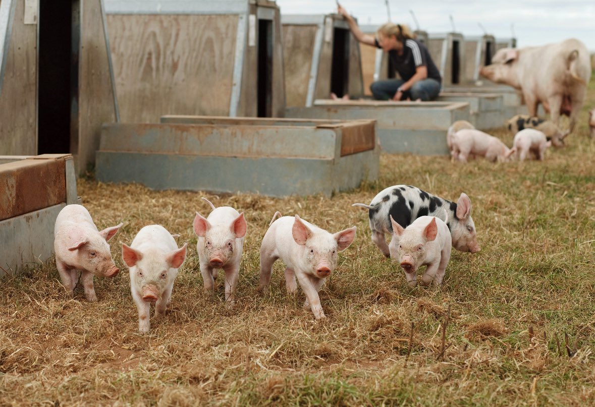 1990
SPP (standard pig price farmer receives) £1.38/kg
Ave 🚜 cost ~£30k
Ave farm worker salary ~£8k
Retail to consumer ~£3.81/kg

TODAY 
SPP £1.88/kg
Ave 🚜 cost ~£125k
Ave farm worker salary ~£30k
Retail to consumer ~£9/kg
Make it make sense  <a href="/angelaeagle/">Angela Eagle DBE</a> <a href="/EmmaforWycombe/">Emma Reynolds for Wycombe 🌹</a> 

1/2
