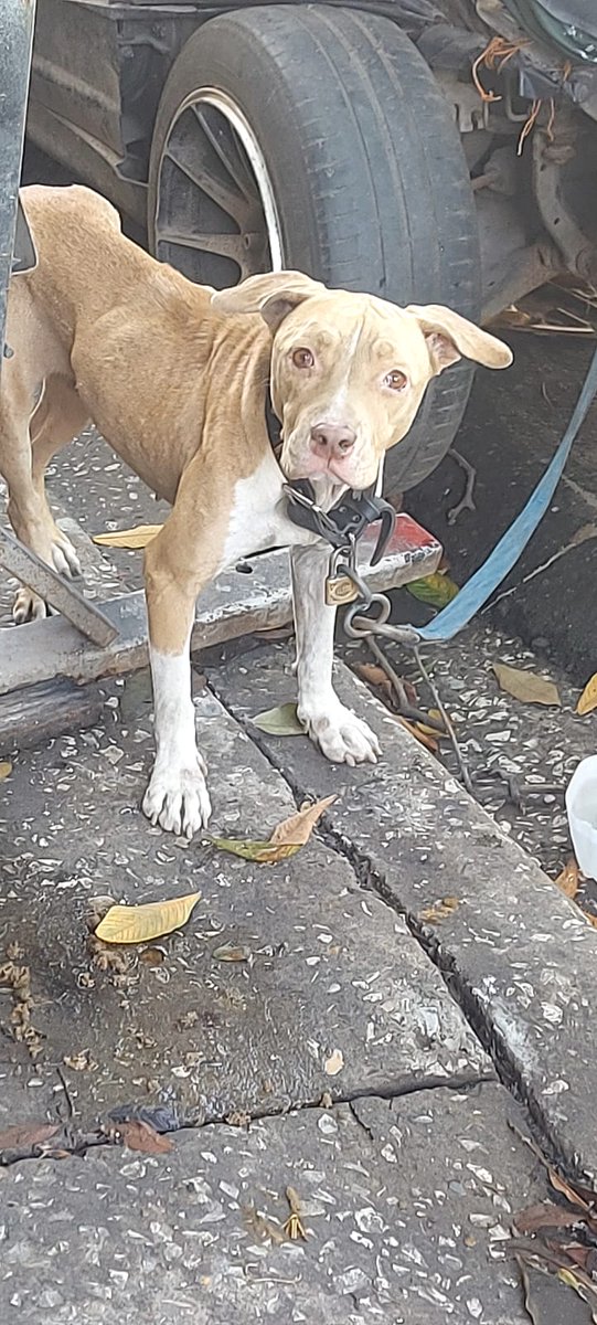 Perrita en estado d Desnutricion amarrada de cuidadora, hasta cuándo por Favor...si alguien desea darle un hogar una vida sin cadenas ⛓️ 
<a href="/DefensoresAn/">Bloque Defensores An</a>
<a href="/gatubelover/">Amor gatuno</a> <a href="/huieyvargas/">🇪🇨🇨🇦🏳️‍🌈 El Yú 👊</a> <a href="/LFC014/">Liliana Febres-Cordero</a>