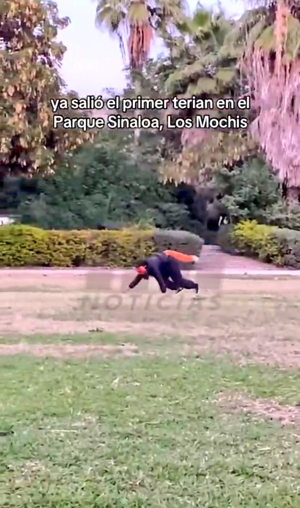 Los Mochis Out Of Context tweet media