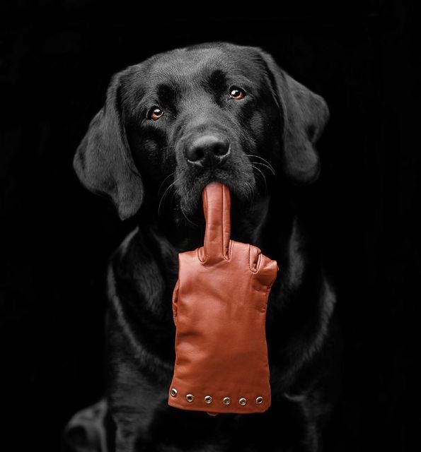 Wulinigvgv1025's tweet image. Dear Muslims