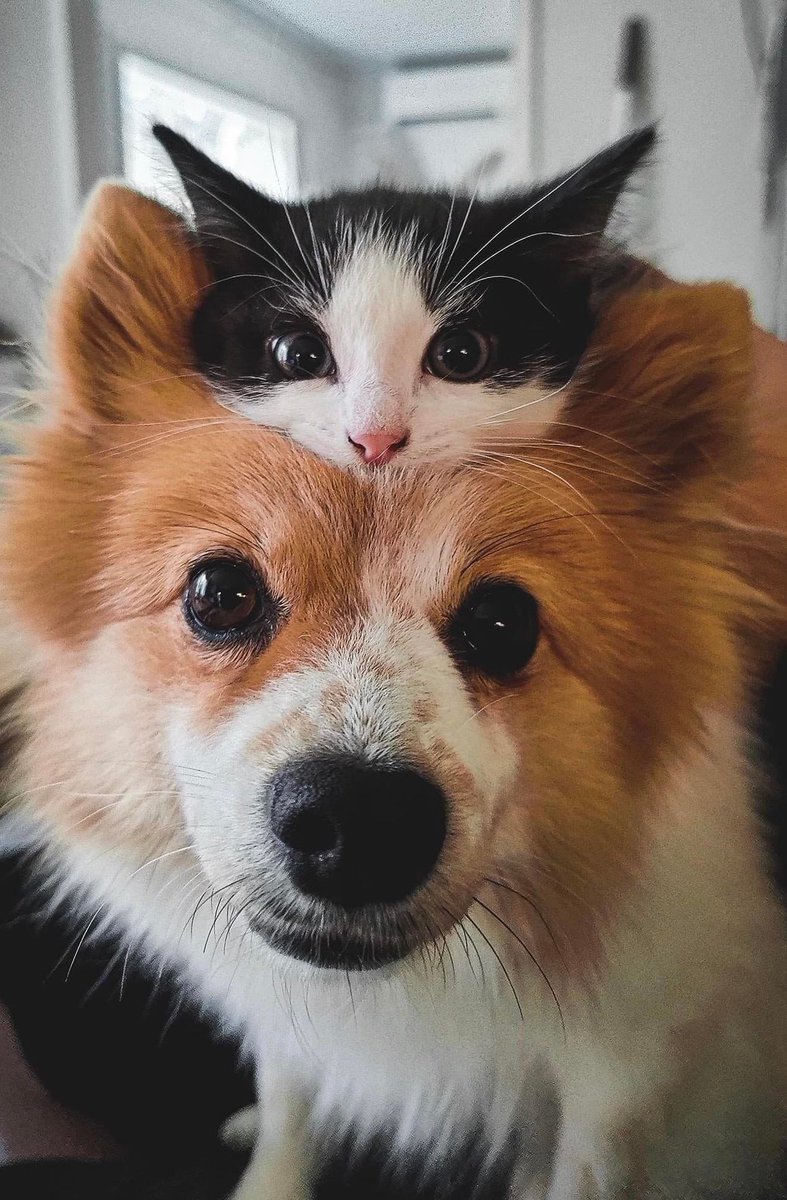 BichinhosFB's tweet photo. A foto PERFEITA existe ❤️ https://t.co/I8eU4BtyuM