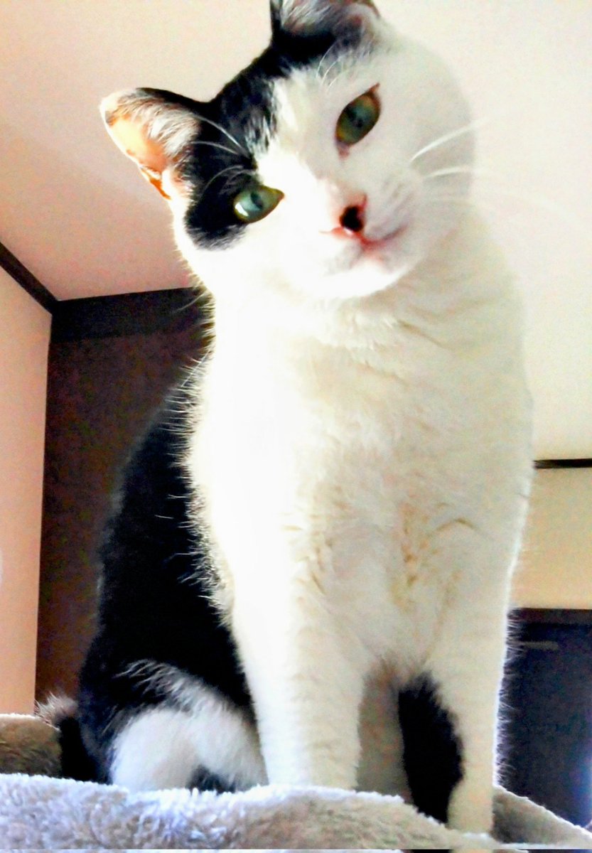 猫の日、おめでとう (ΦωΦ)❤️ 世界㊥の🐱ちゃん達の幸せを祈ります❣️