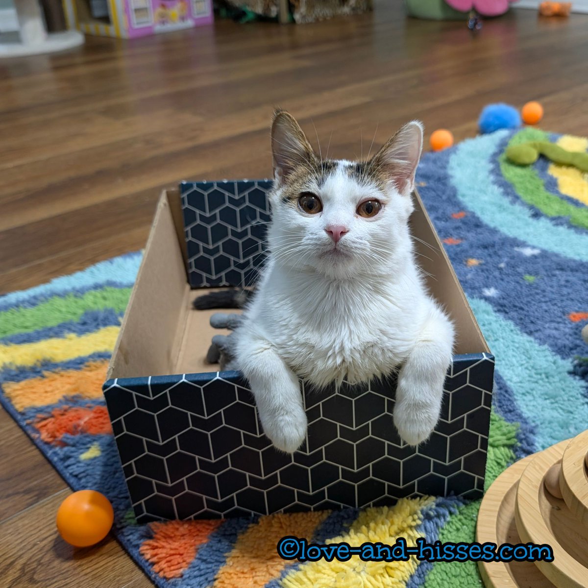 Your daily Rumdangle. ❤️