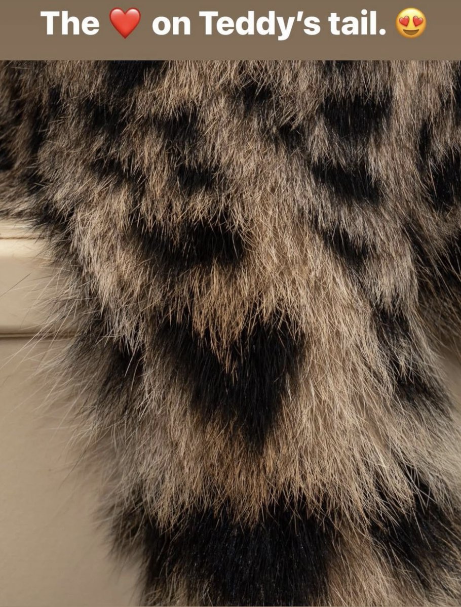 CincinnatiZoo's tweet image. We 💚 Teddy the serval! cincinnatizoo.org/theodore-roose…