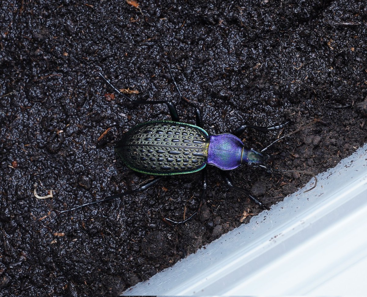 Coptolabrus sp.
nankotaizanus (♂) X elysii xiaoganicus (♀)