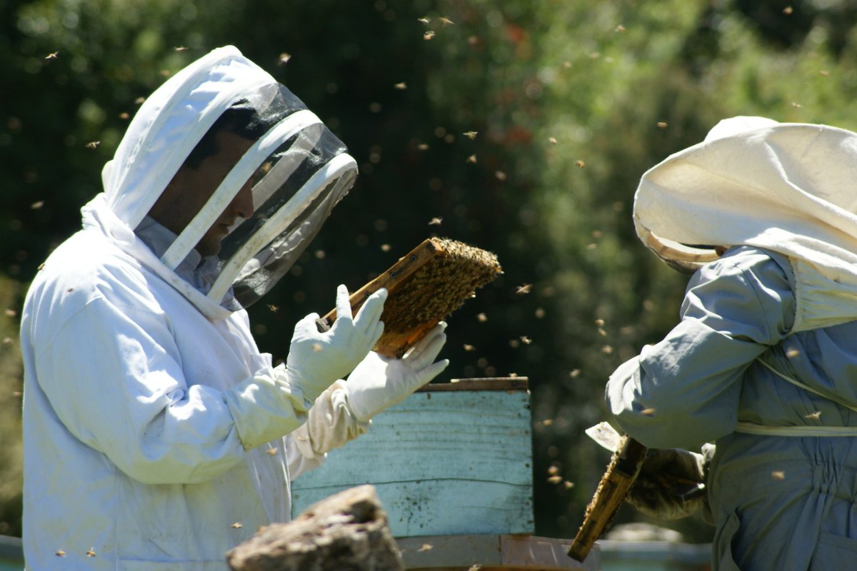 sagchile's tweet photo. 🐝📢 Hito sanitario en #LosLagos, @sagchile declaró libre de Loque Americana, Loque Europea y Acarapisosis comunas de #Chaitén, #Palena y #Futaleufú. Así se fortalece apicultura y desarrollo rural, se protege la biodiversidad y resguarda patrimonio zoosanitario del sur de Chile. https://t.co/1wf9soQvGr