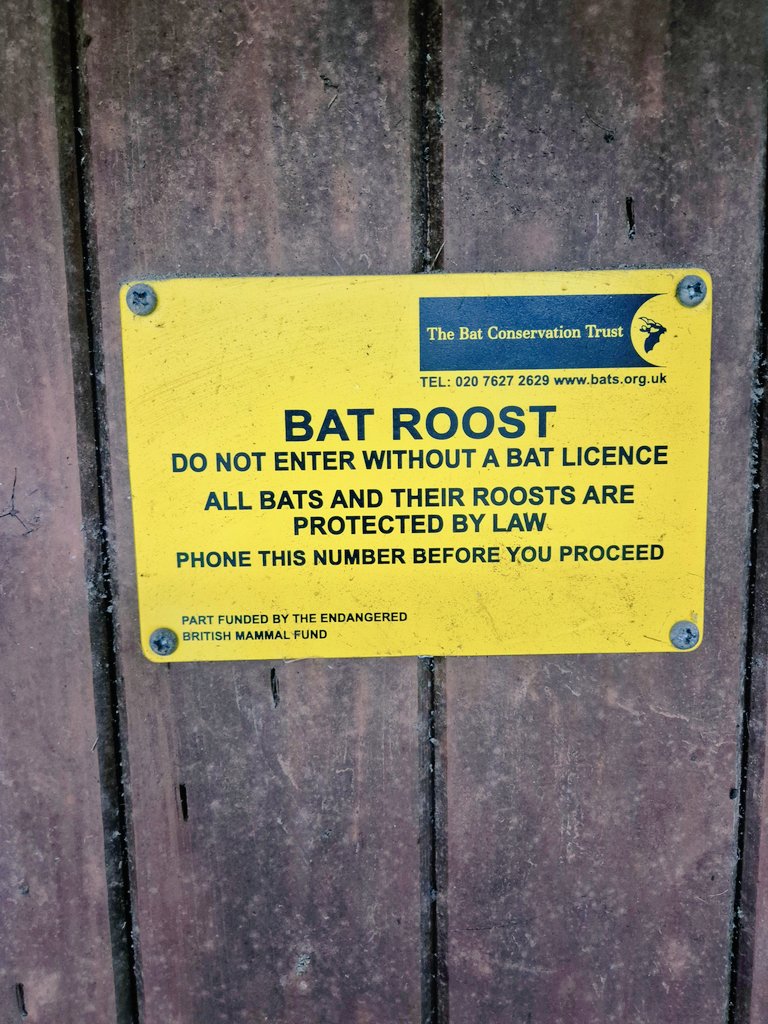 swearyprof's tweet photo. Hey you, get out of my dreams and into my Bat Roost
#whyyes #Iamindeed #licensed https://t.co/32UeRXVVY4
