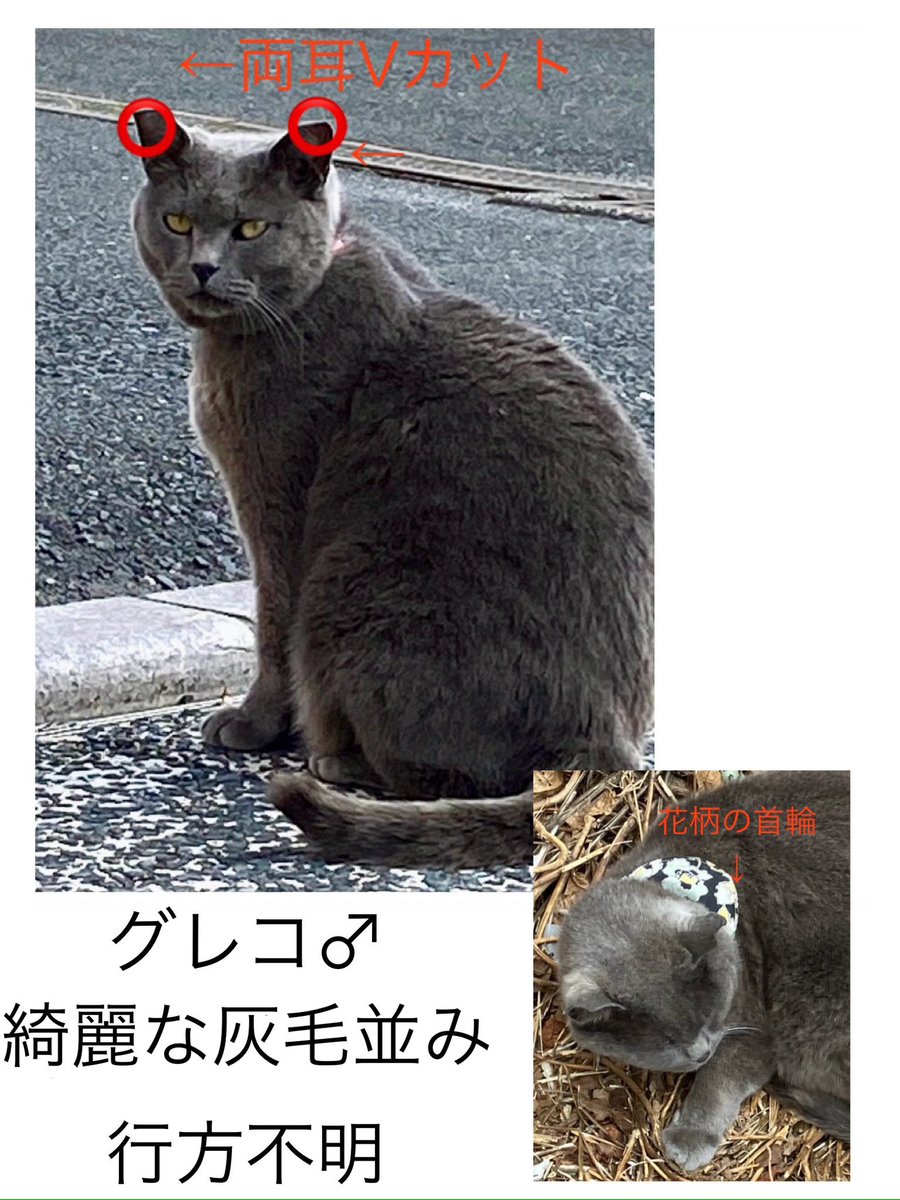 ふらりfurari tweet media