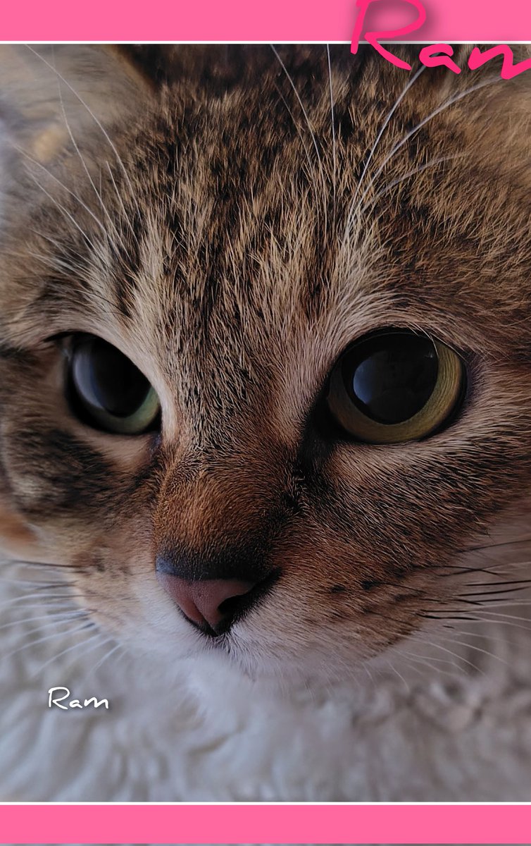 ラム肉ｯ*のラムちゃん＆ｱｸﾞﾈｽﾗﾑﾁｬﾝﾏﾑjc5(*^)♪ DJ☆KT☆99co