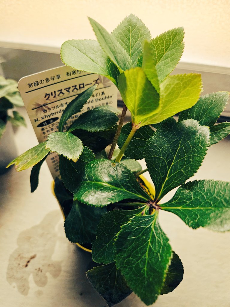 クリスマスローズと紫陽花の苗も買ったので楽しみです。 どちらも過去