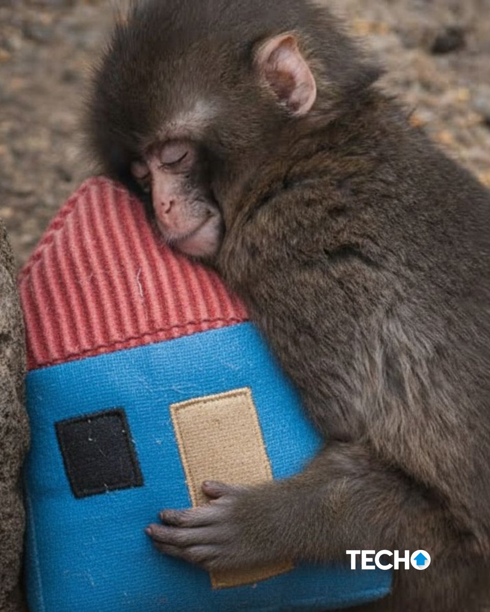 TECHO México tweet media