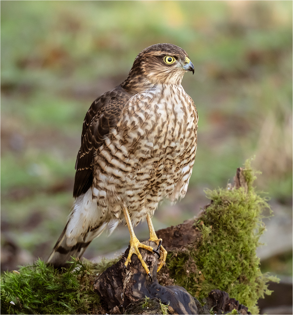 Essex Birdwatching Society tweet media