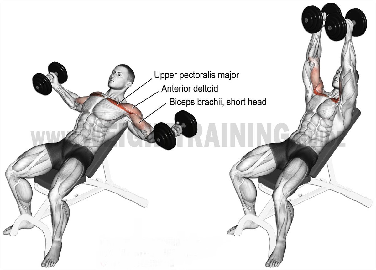 Incline Dumbbell fly’s
Set bench to an incline about 30 degrees
Hold dumbbells in each hand
Slowly start to lower your arms to the side while keeping a slight bend in your elbows all the way till your arms reach your side
Start to bring the dumbbells back to the starting position