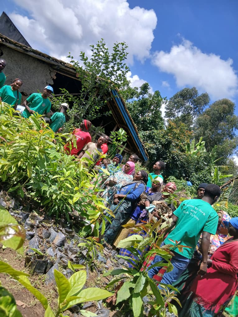 CelineNiyo48494's tweet photo. To day's activity, #HealthPromotionClub
By maintaining healthy nurseries and training local farmers the skills of avocado grafting, we strengthen community engagement, improve tree quality, and empower farmers with practical knowledge that leads to sustainable agriculture. https://t.co/W7fuSgKQeQ