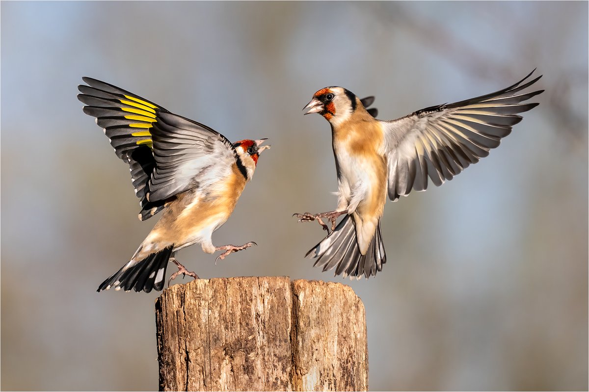 Essex Birdwatching Society tweet media