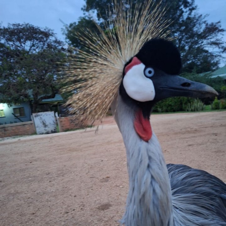 Mwitu Tours and Travel 🏔️🕊️🌲 tweet media