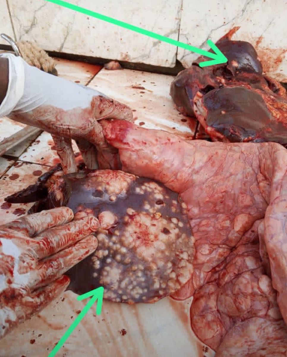 diseasebydesign's tweet photo. ⚠️ TB in Offals — Public Health Alert 🚨 https://t.co/O0BTagCY8N