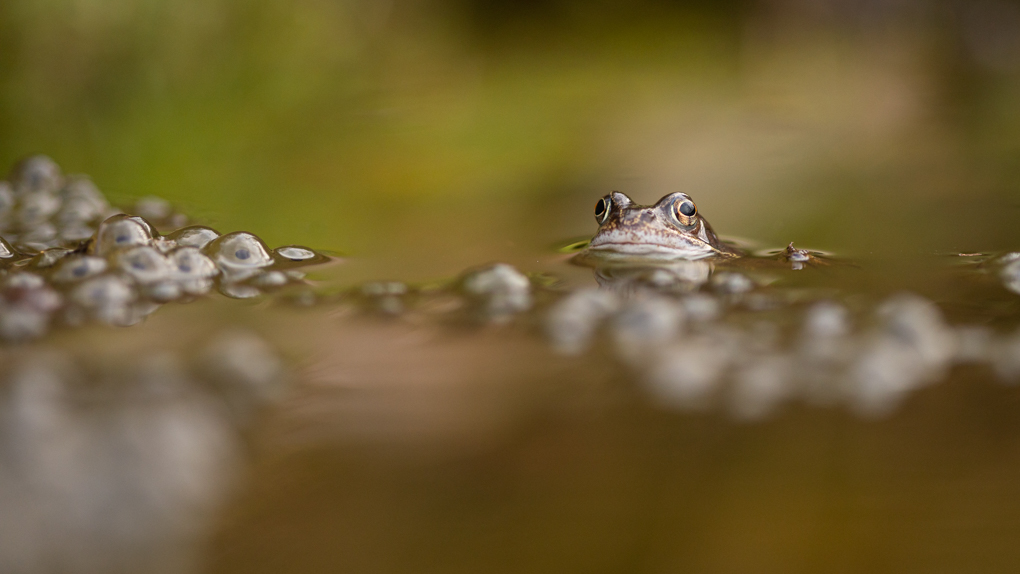 RichardBowler1's tweet image. Frogs were spawning today in my little woodland pool.
#NorthWales #Berwyns