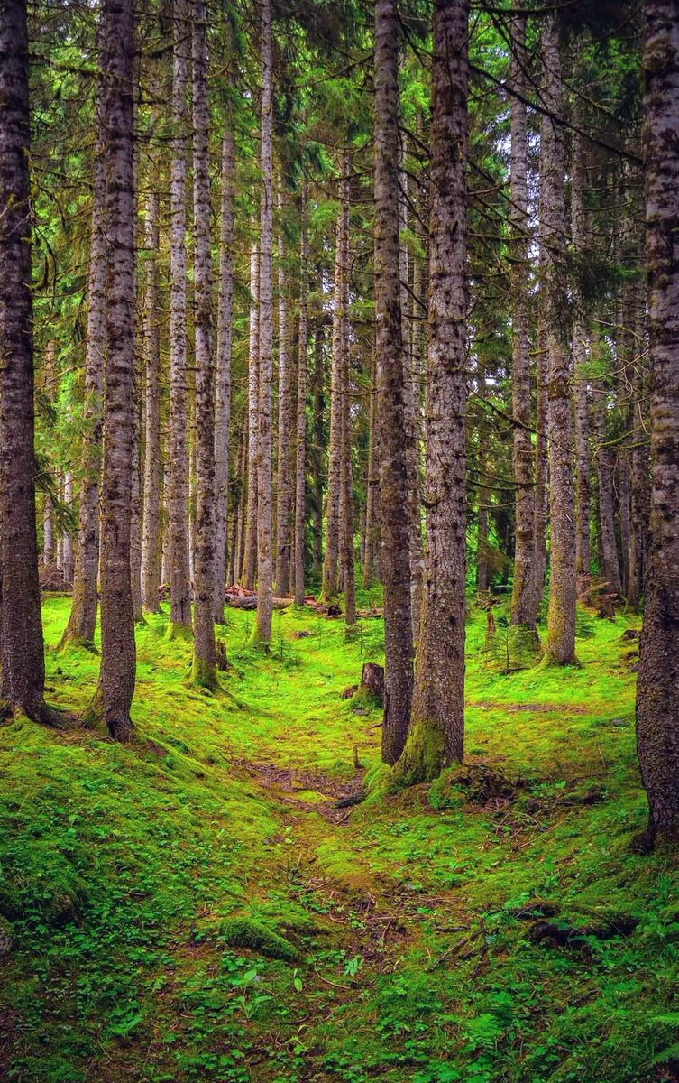 Otar Rogava tweet media