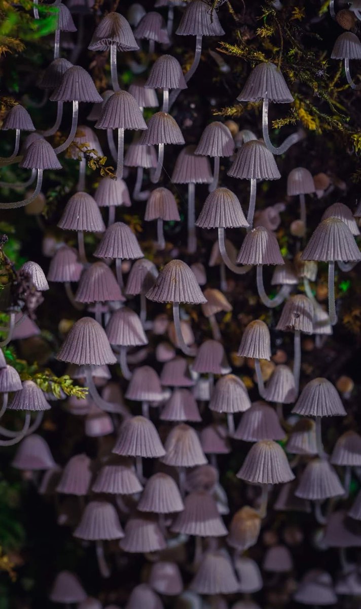 Otar Rogava tweet media