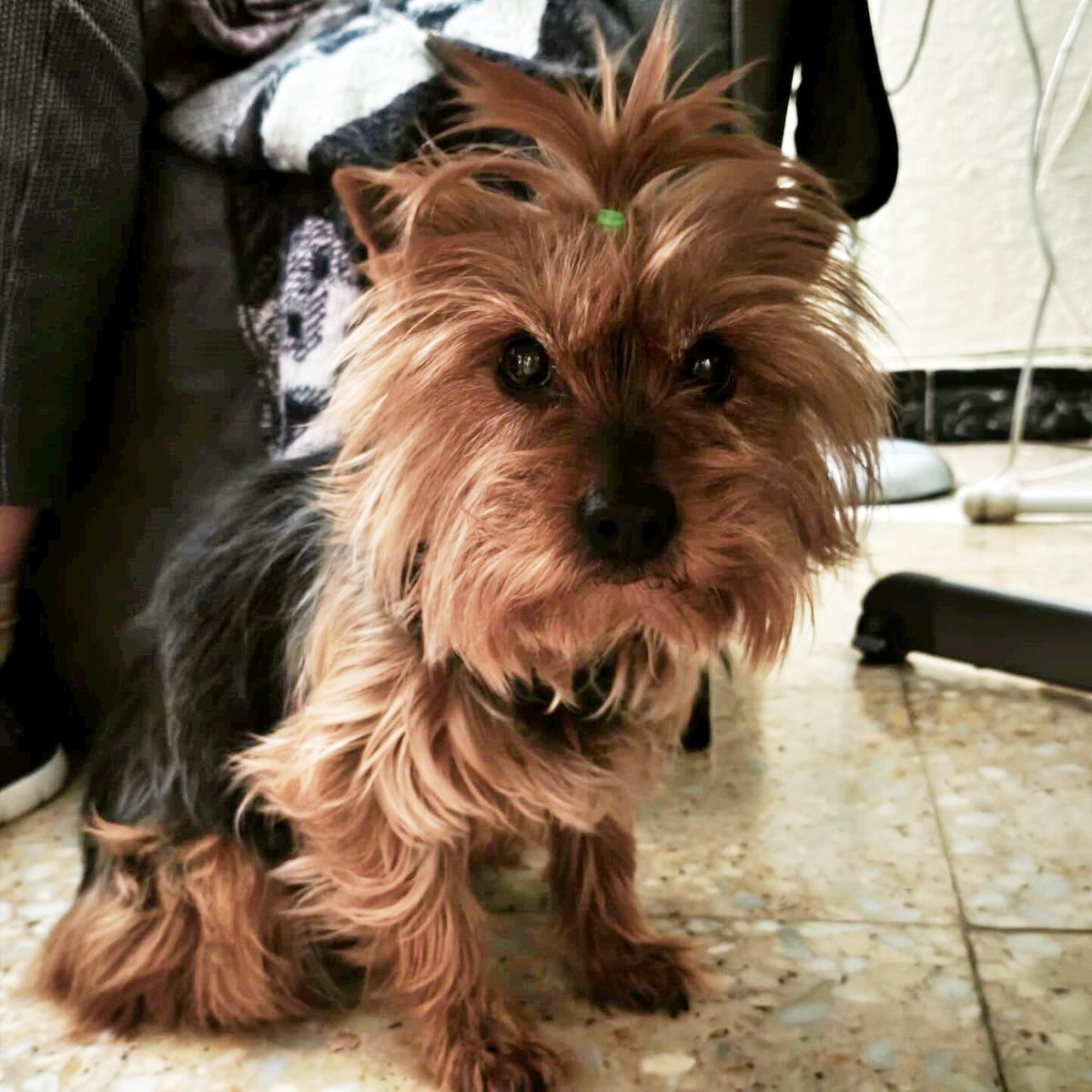 #TERUEL
Esta pequeñina se llama #MAIKA y tiene 10 años.

Su humana tiene que ingresar en una residencia y ella necesita un nuevo hogar con urgencia.

¿La ayudamos??

Contacto: infoapap@gmail.com

📋 𝐂𝐮𝐞𝐬𝐭𝐢𝐨𝐧𝐚𝐫𝐢𝐨 𝐀𝐝𝐨𝐩𝐜𝐢ó𝐧: form.jotform.com/240334456719257