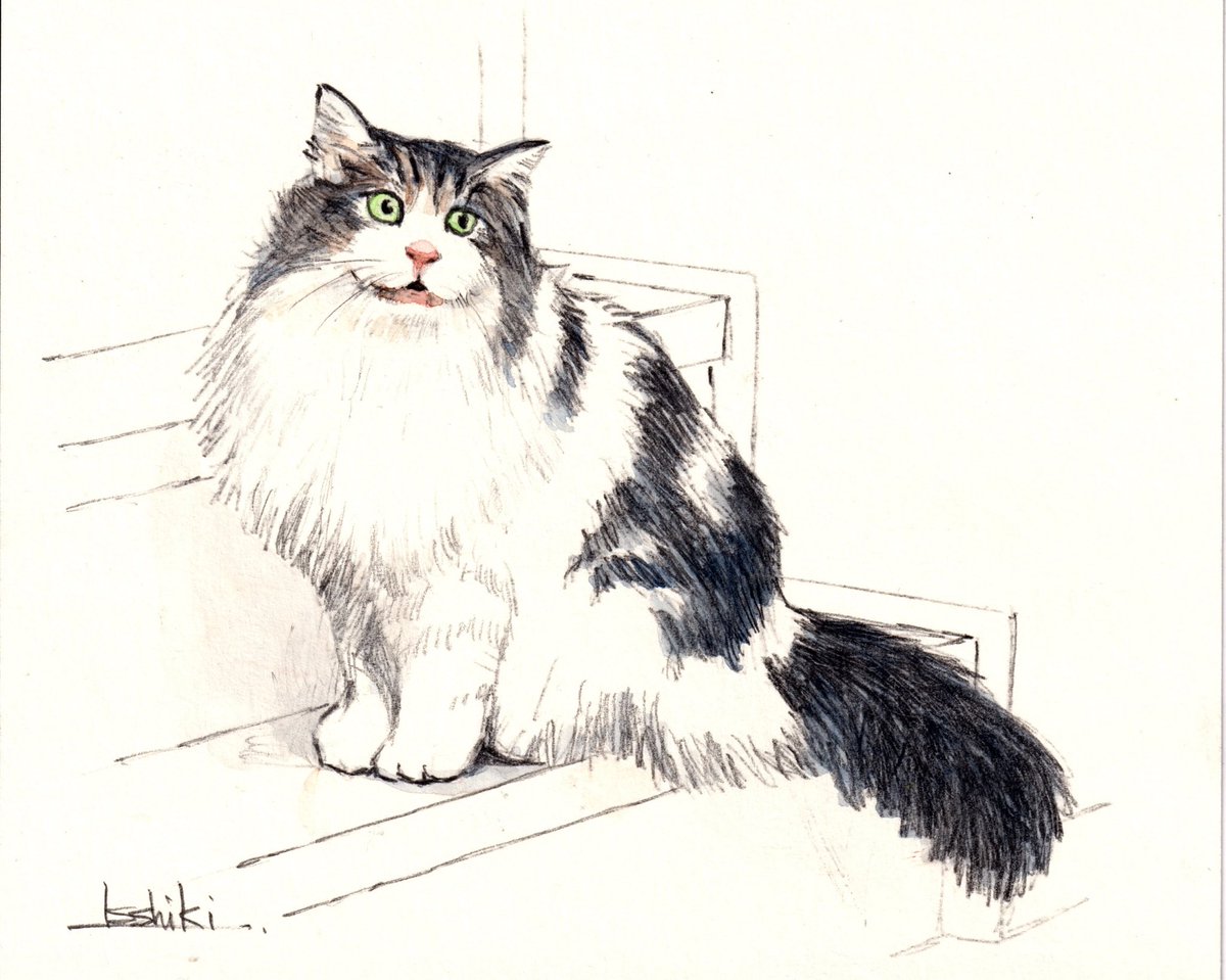 鉛筆+水彩画 ペットシリーズ (ネコの日記念) 「我が家のネコ フウガ