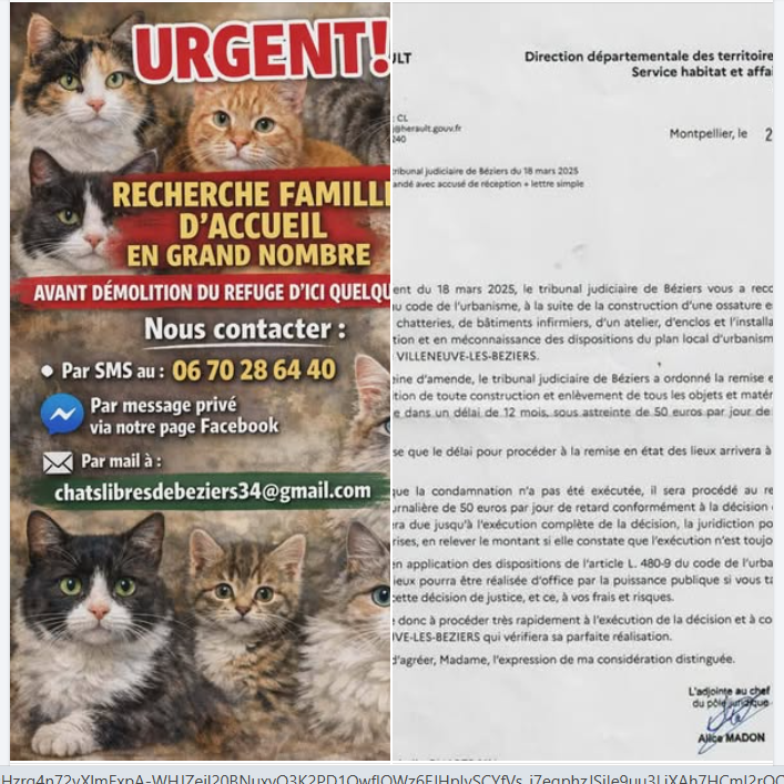 justineducern's tweet photo. Ce refuge a été inondé, construit illégalement ,tt doit être rasé et le terrain remis à nu pour être rendu à la municipalité ,les 250 chats de ce refuge sont à placer en familles d'accueil. 
Je mets le lien de leur site car trop long à tout expliquer.
https://t.co/QZYJoa1Z49 https://t.co/77xrzyzHYg