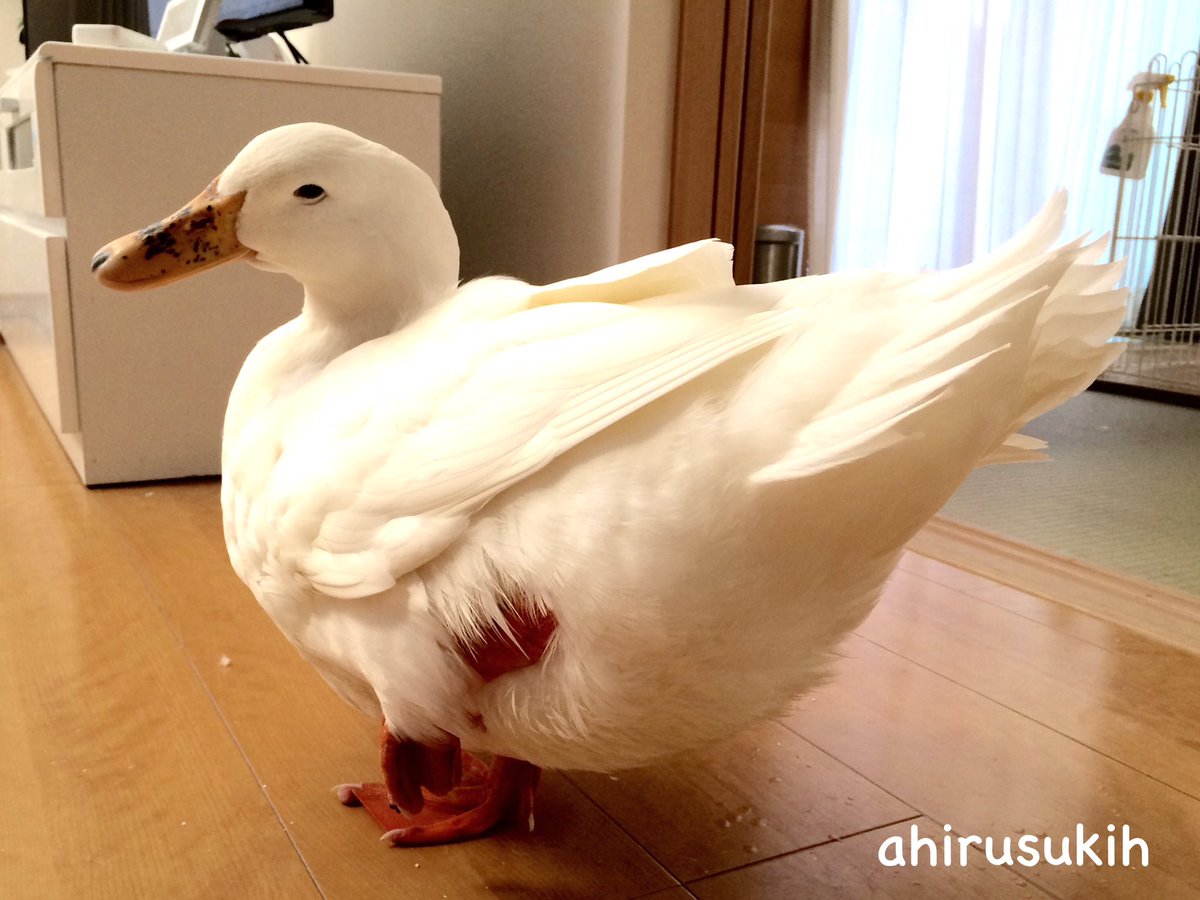 2月22日はあひるの日🪿🪿🪿 #あひるのカルー #アヒル