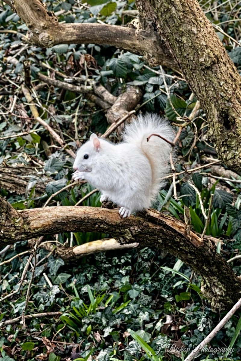 White against winter branches: a rare leucistic grey squirrel